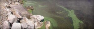Cyanobactéries_baignade_lac_qualite_eau